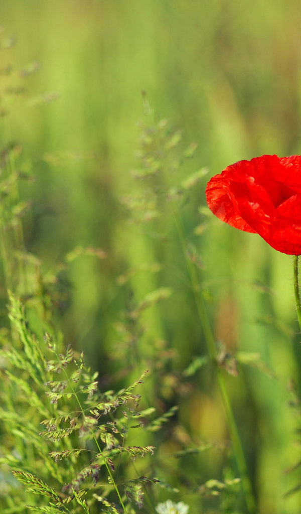 Красный цветок мака на поле
