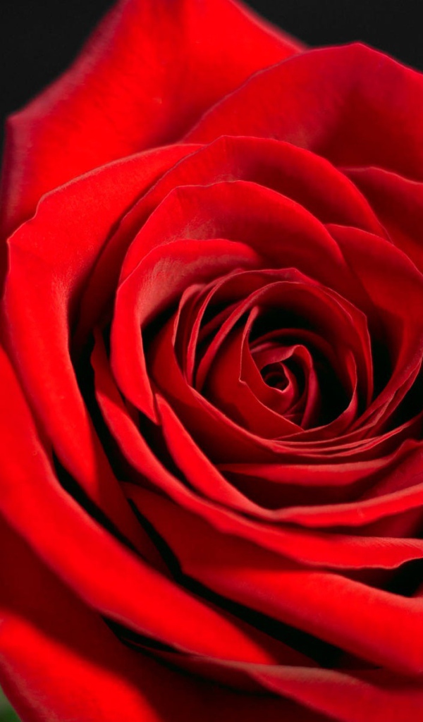 Красная роза