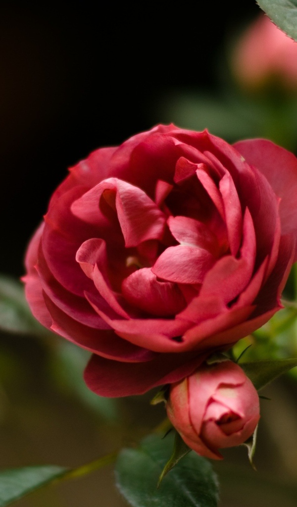 Красная роза и бутоны