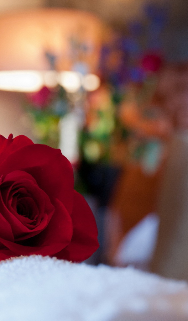 Красная роза в комнате