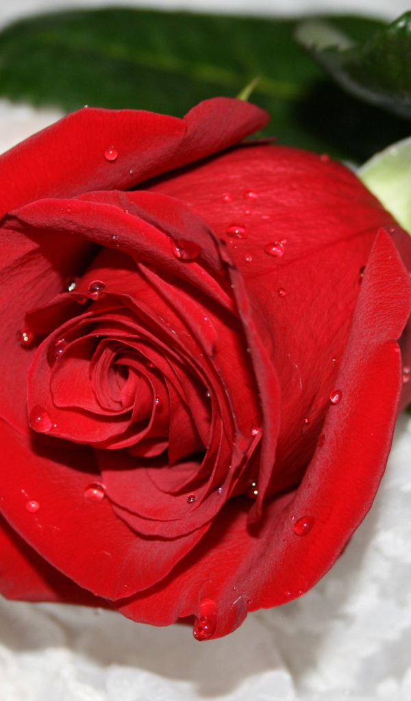 Красная роза на снегу