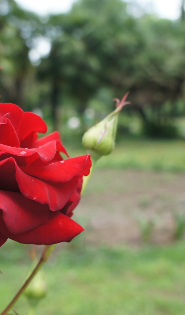 Красная роза на фоне деревьев