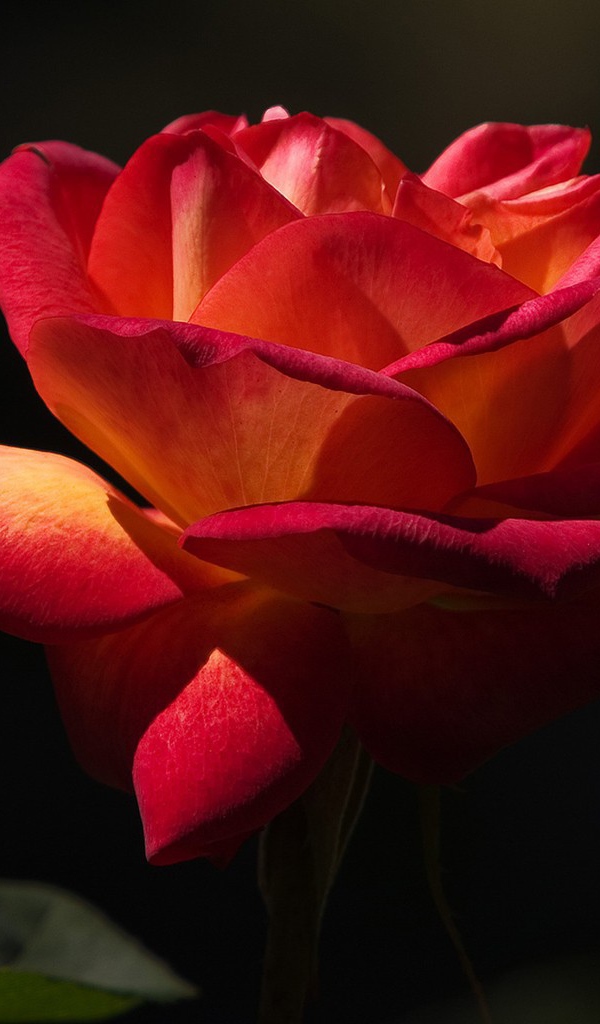 Красная роза на черном фоне