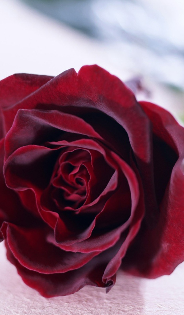 Красная роза на белом фоне