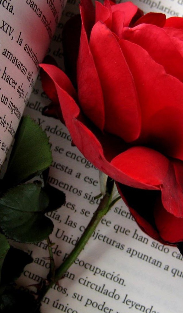 Красная роза на страницах книги