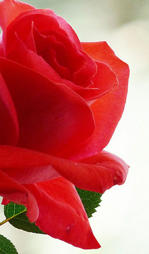 Лепестки красной розы