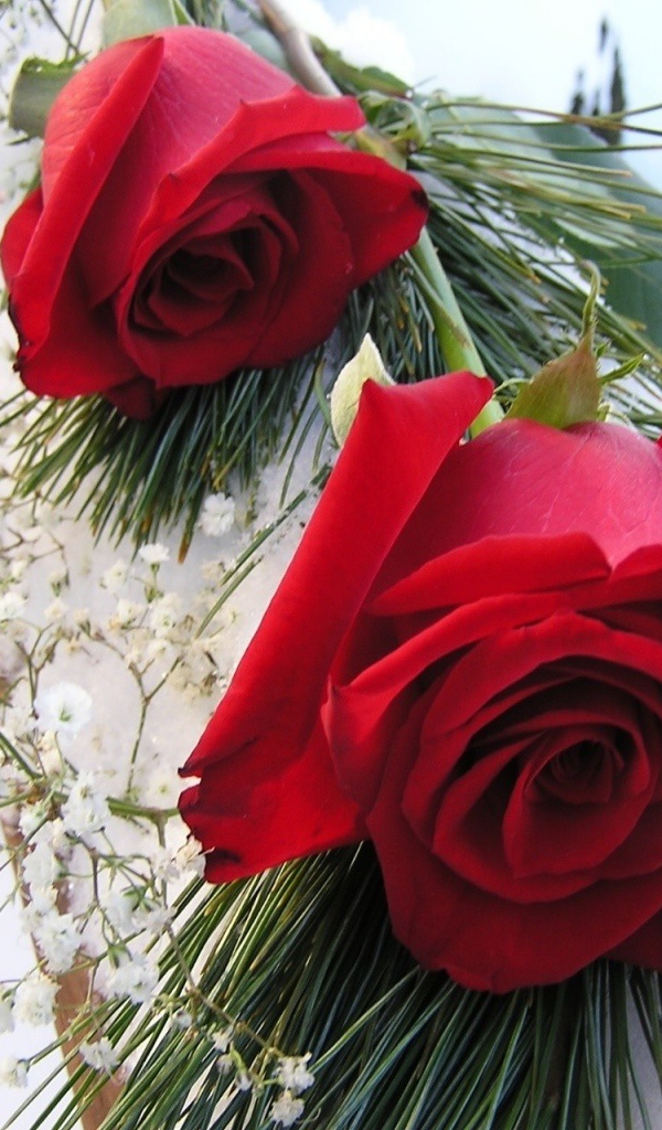 Красные розы