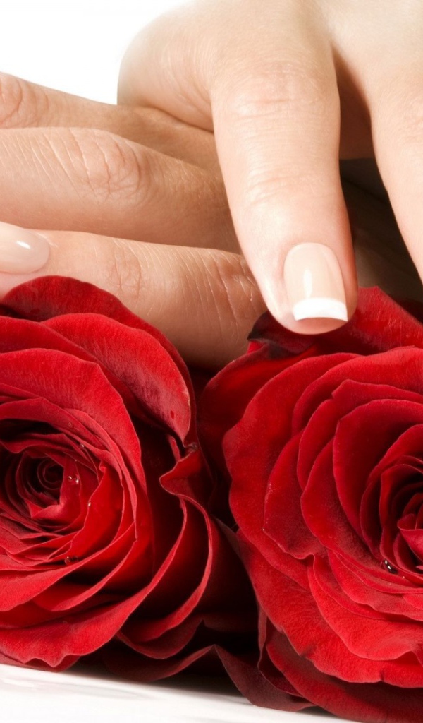 Красные розы и женские руки