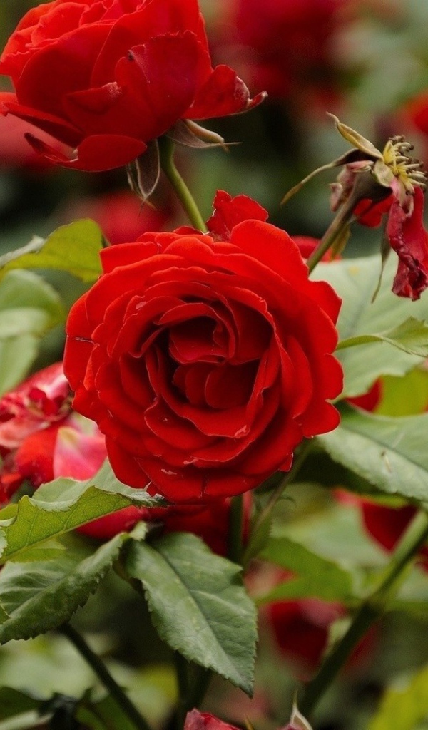 Красные розы цветут в саду