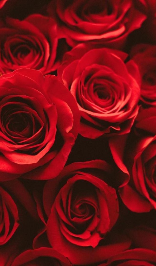 Красные розы на розовом фоне