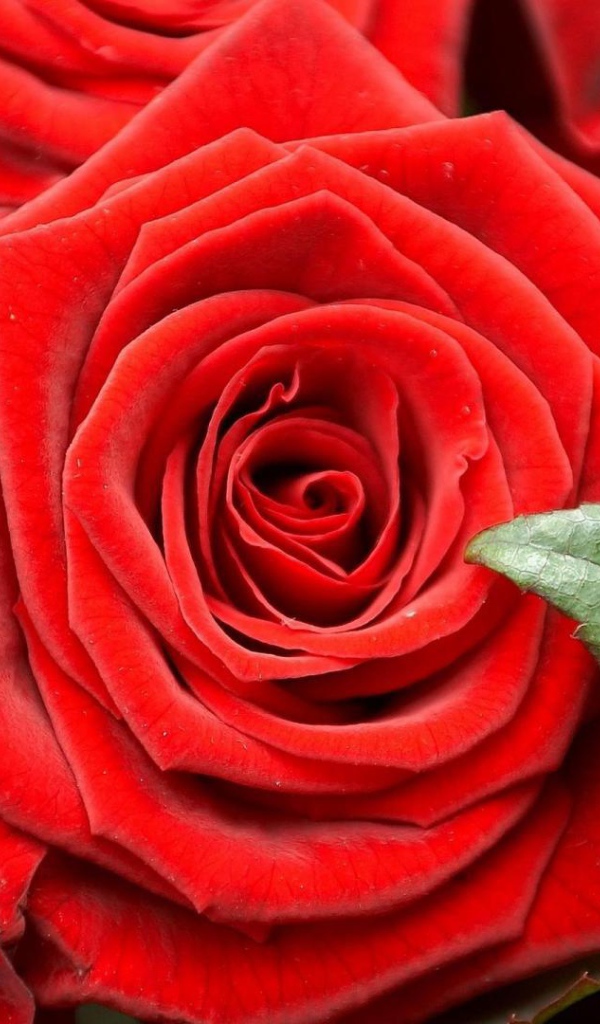 Красные розы на чёрном фоне крупным планом