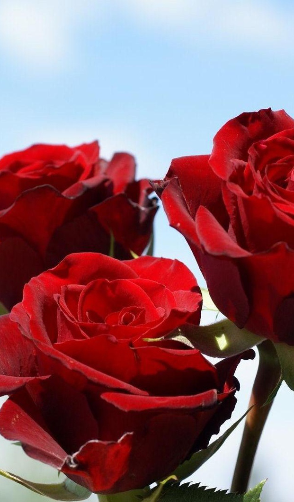 Красные розы на фоне неба