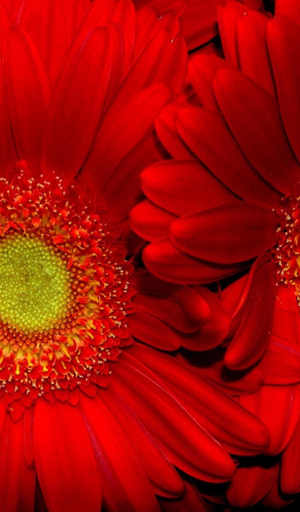 Красные подсолнухи