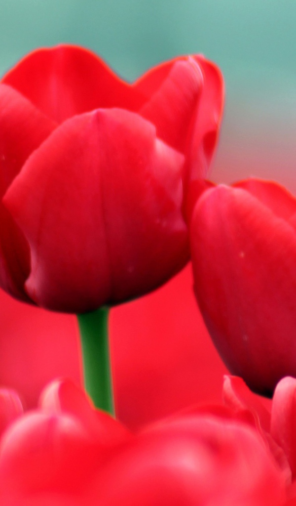 Красные тюльпаны
