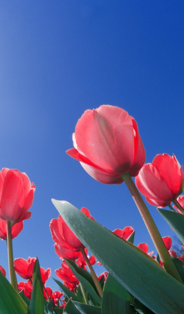 Красные тюльпаны из Огайо