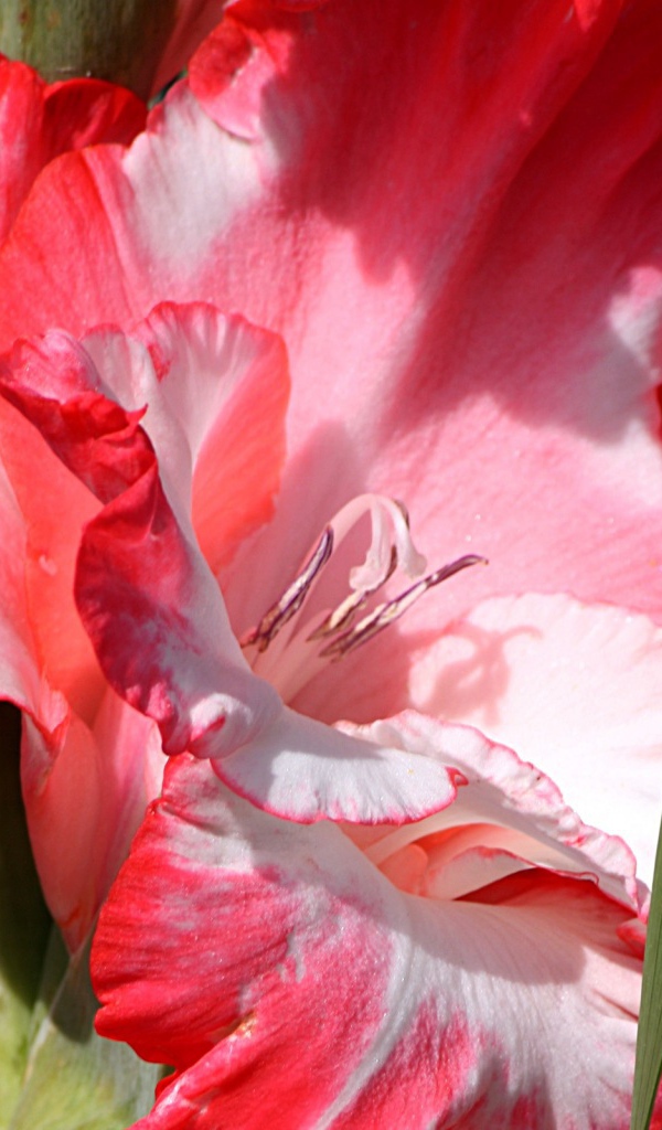 Красный с белым цветок гладиолуса
