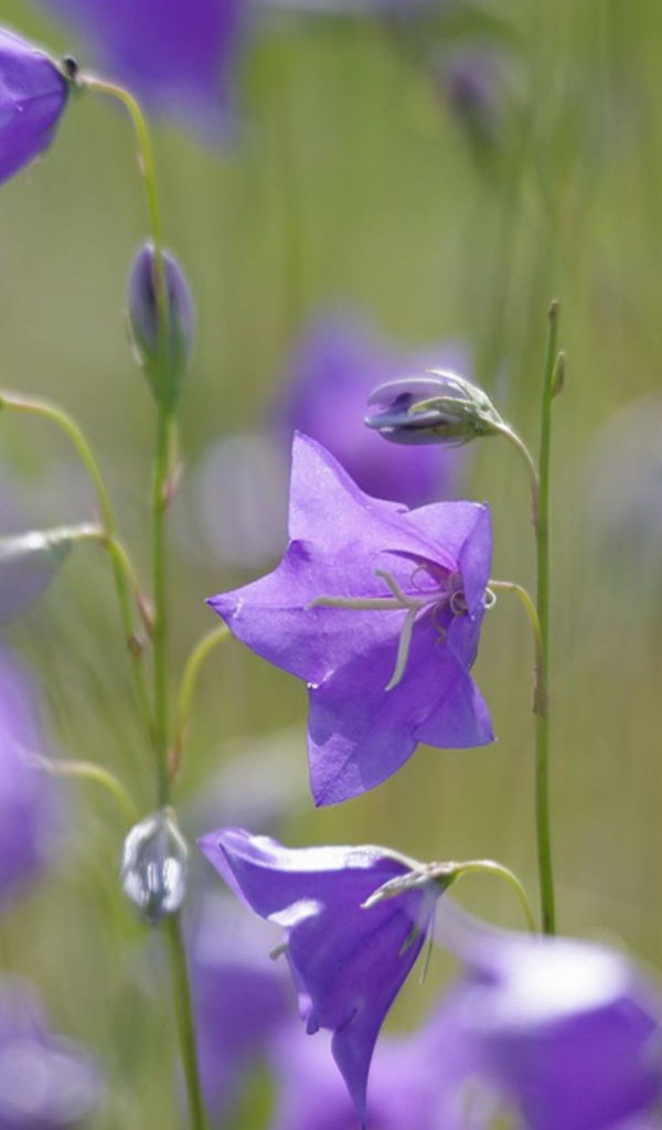 Отражение цветов колокольчиков
