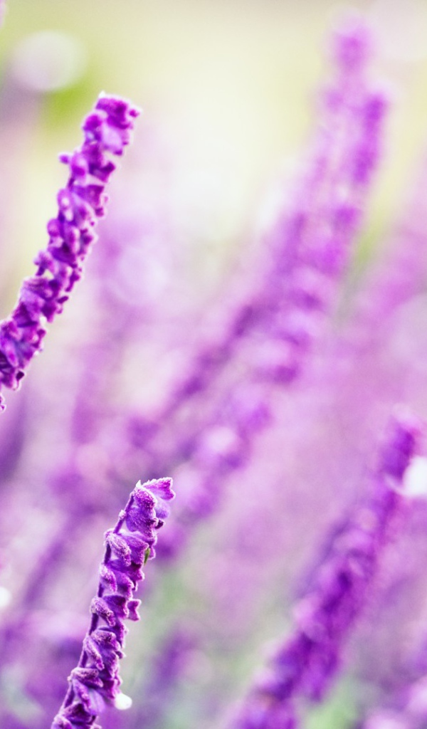 Житель полей