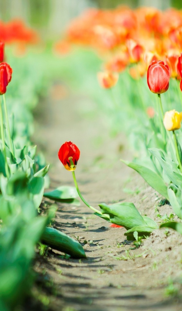 Дорога среди мака