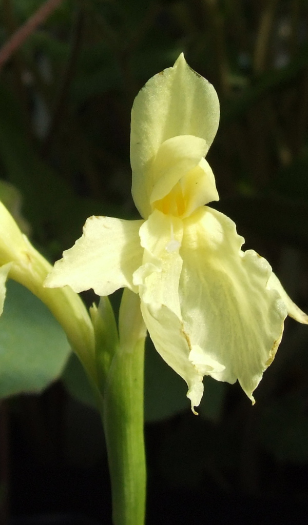 Красивый цветок роскоя в парке