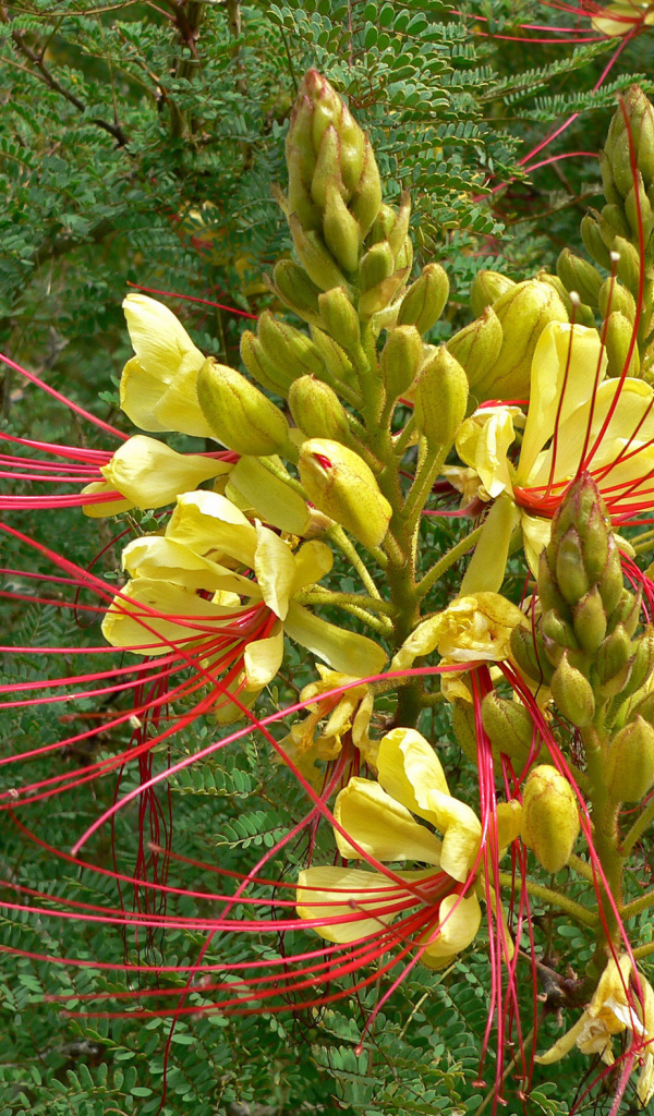 Красивая роскоя в саду