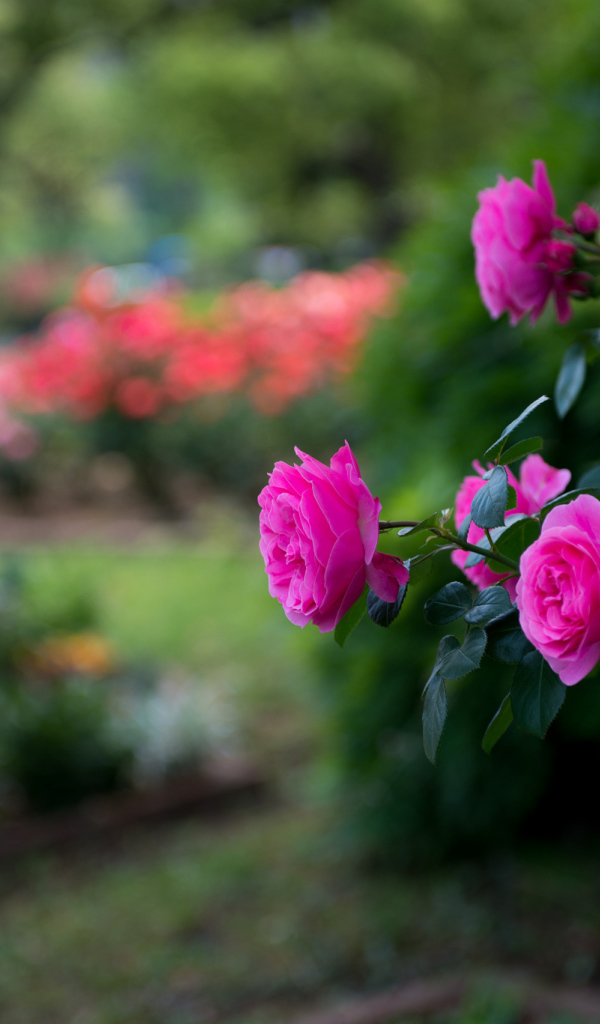 Розовый куст