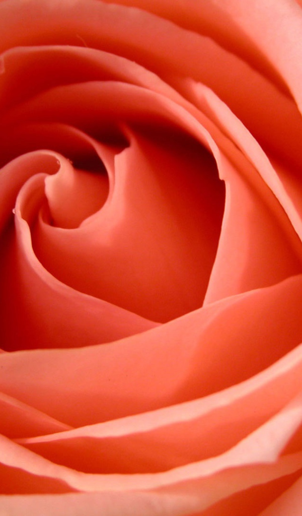 Большая роза