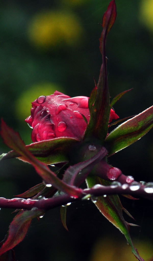 Роза с каплями на стебле