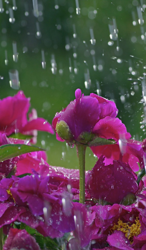 Розы под дождем