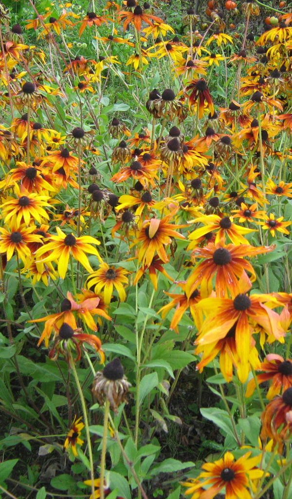 Выращивание цветов рудбекия в саду