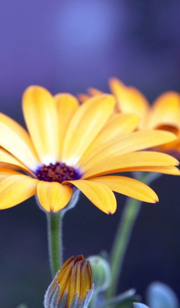 Цветы рудбеки