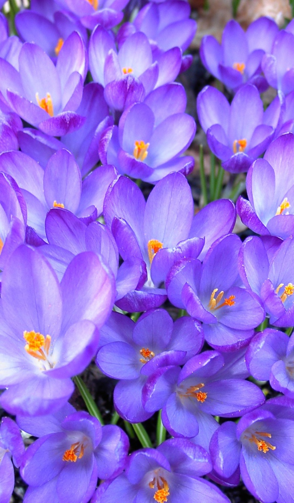 Цветы шафран в лесу