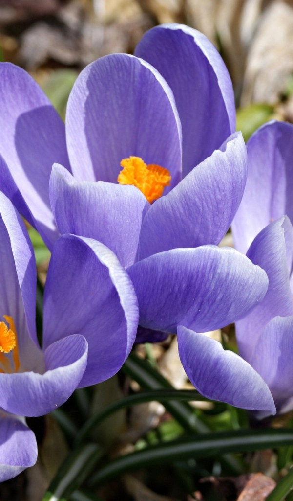 Цветы шафран в саду