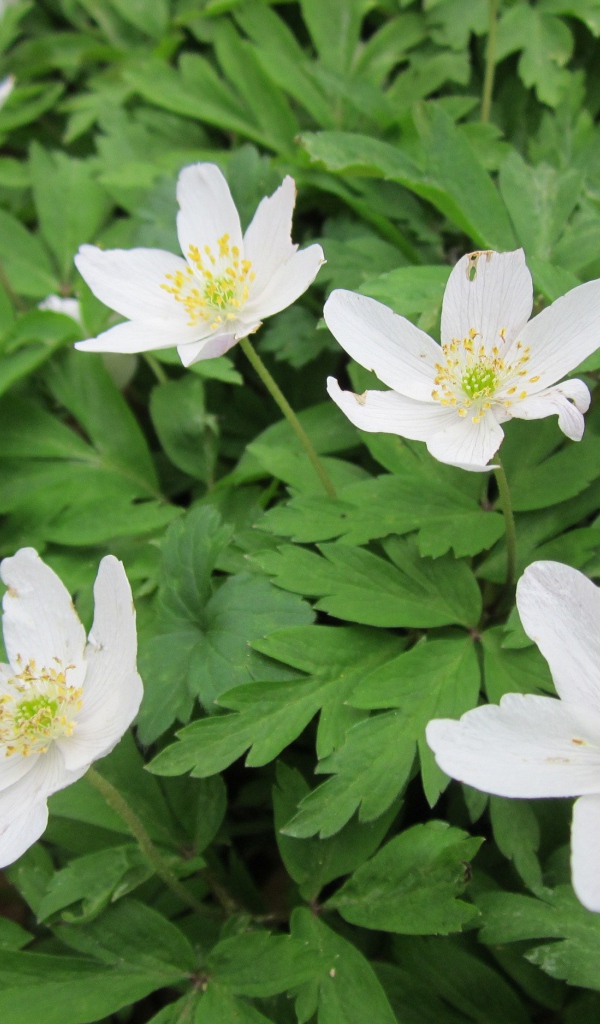 Красивое растение резуха на поляне