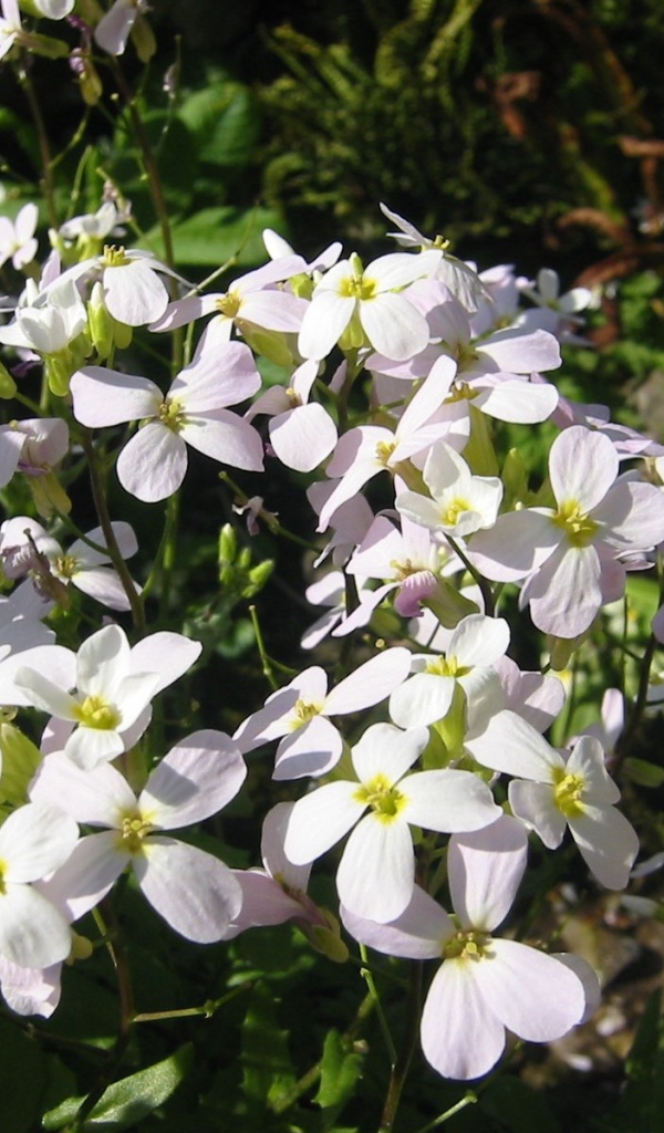 Красивое растение резуха на солнце