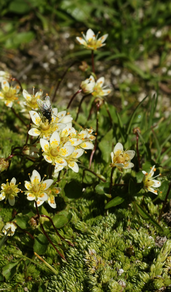 Цветы резуха в лесу