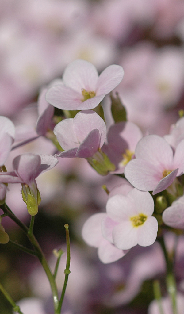 Цветы резуха на поляне