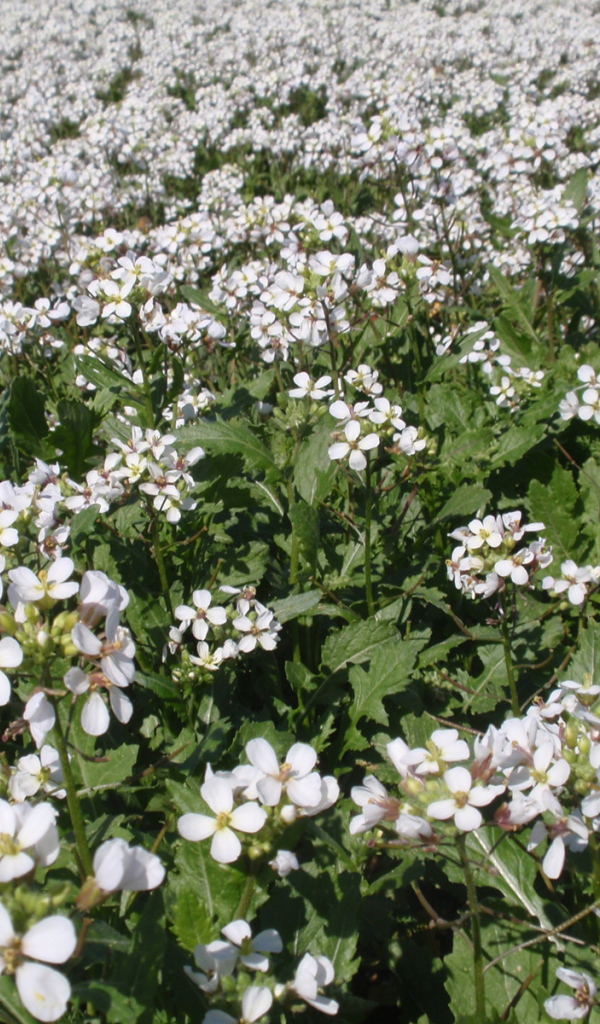 Резуха на поляне