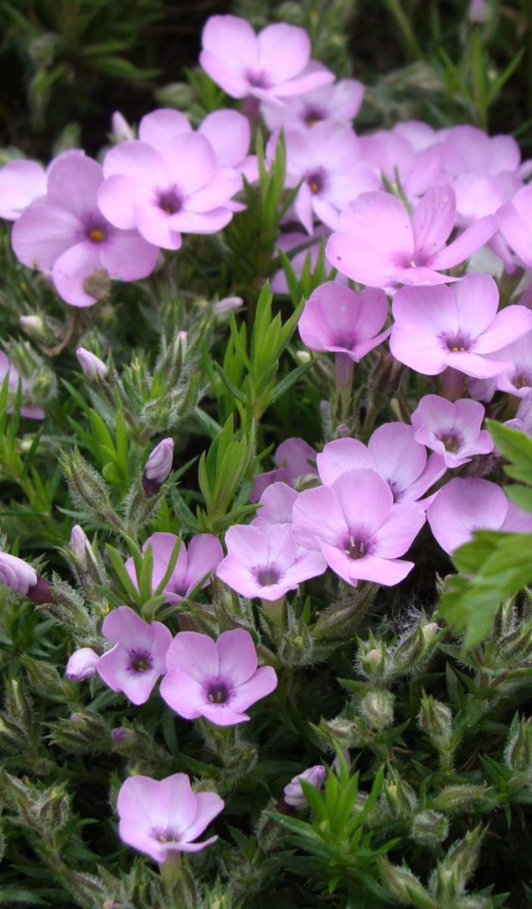 Растение резуха в саду