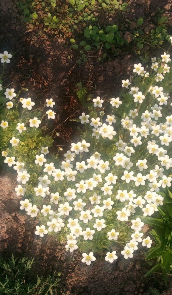 Растение резуха на поляне