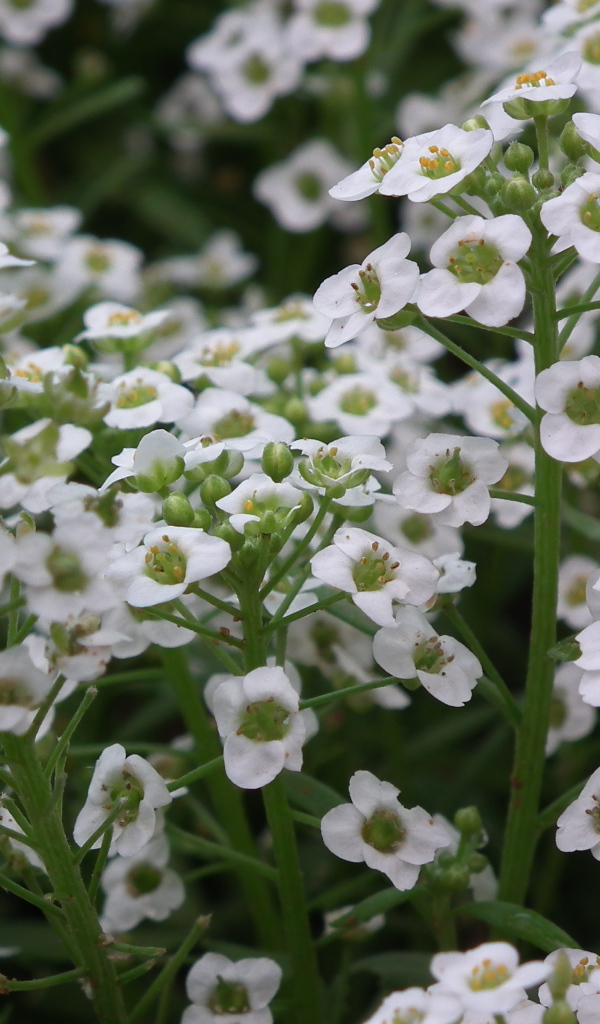 Растение резуха на опушке