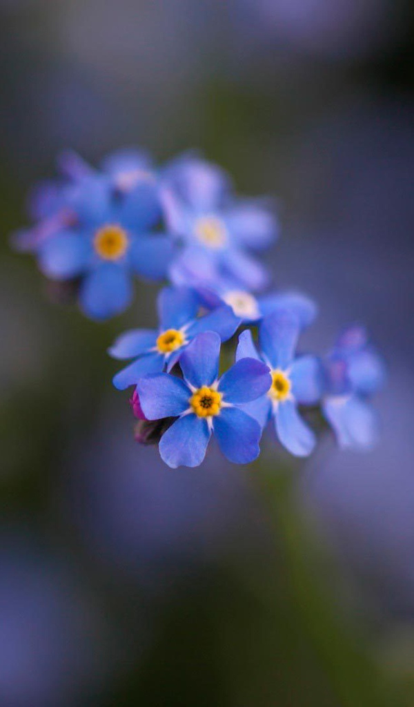 Маленькие красивые  цветы незабудки