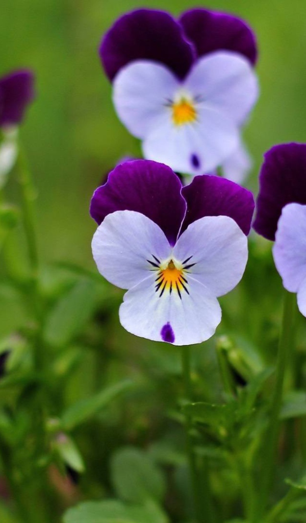 Маленькие красивые  цветы анютины глазки