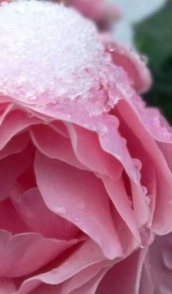 Снег на розе