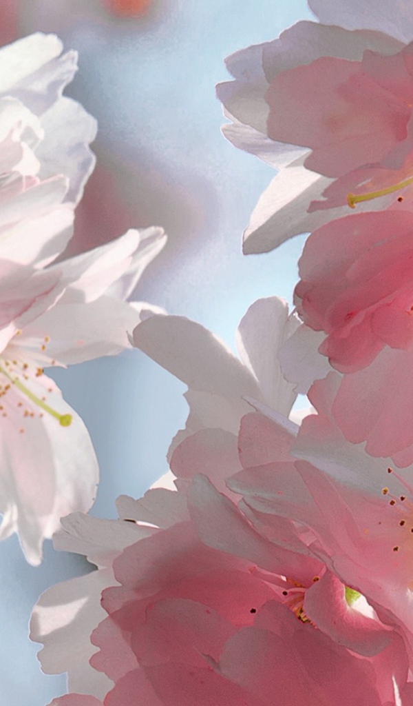 Розовый мягкий букет