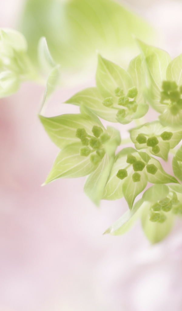 Нежно розовые цветы