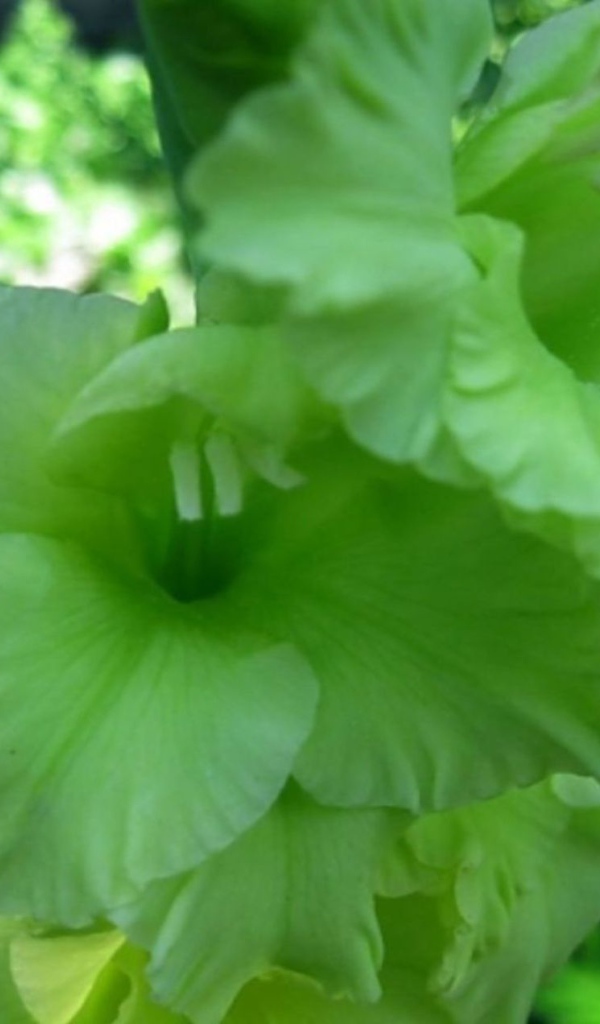 Сорт зеленых гладиолусов