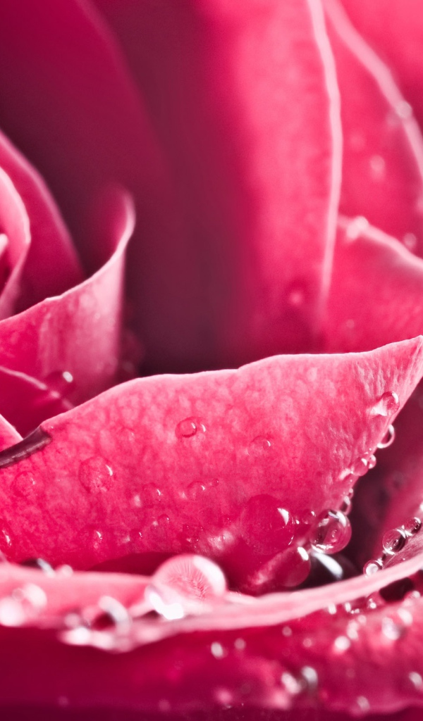 Особая роза