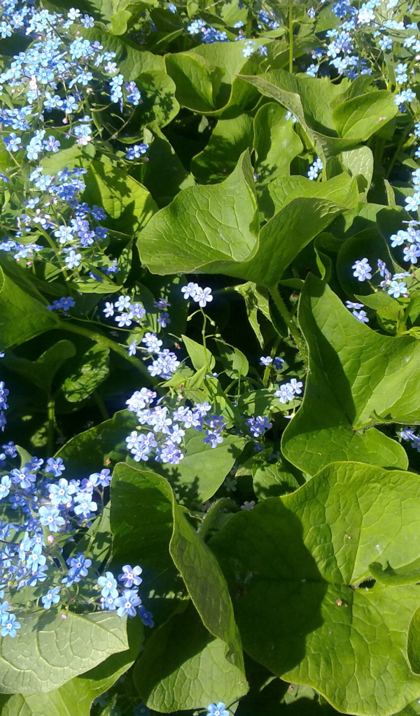 Весенние красивые  цветы незабудки