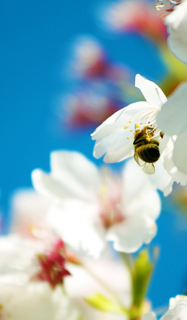 Весенняя пчела 